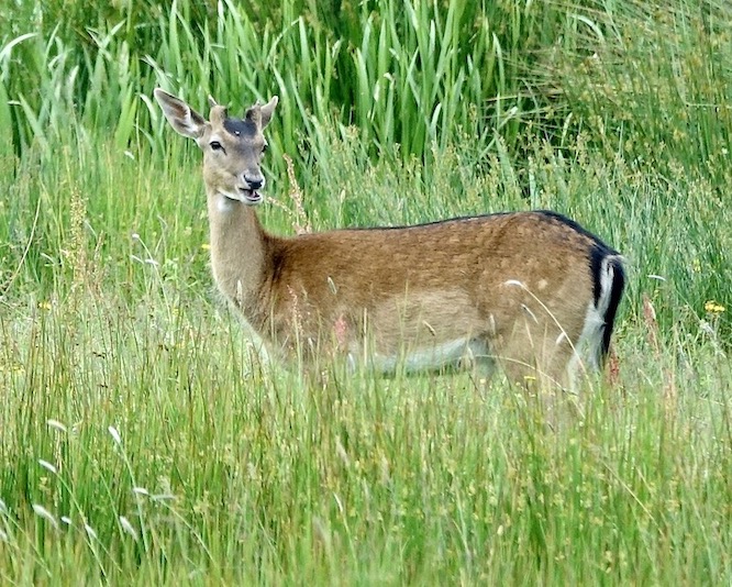 fallow deer